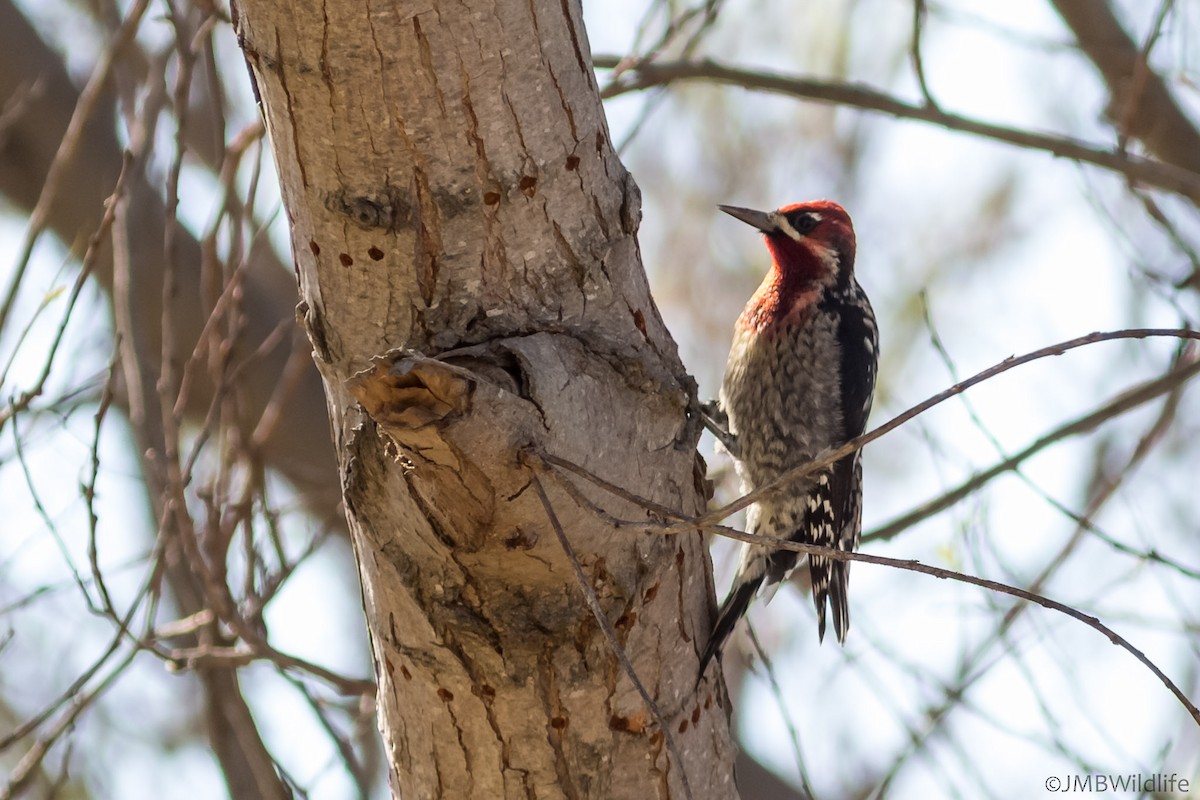 Red-breasted Sapsucker - Jeff Bray