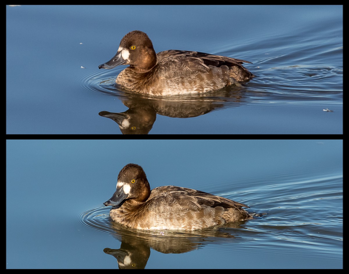 Greater Scaup - Jeff Bray
