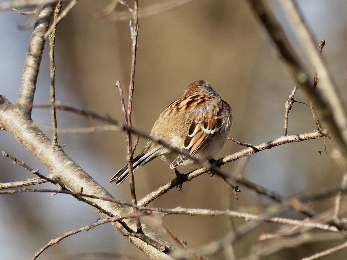 American Tree Sparrow - ML126793851
