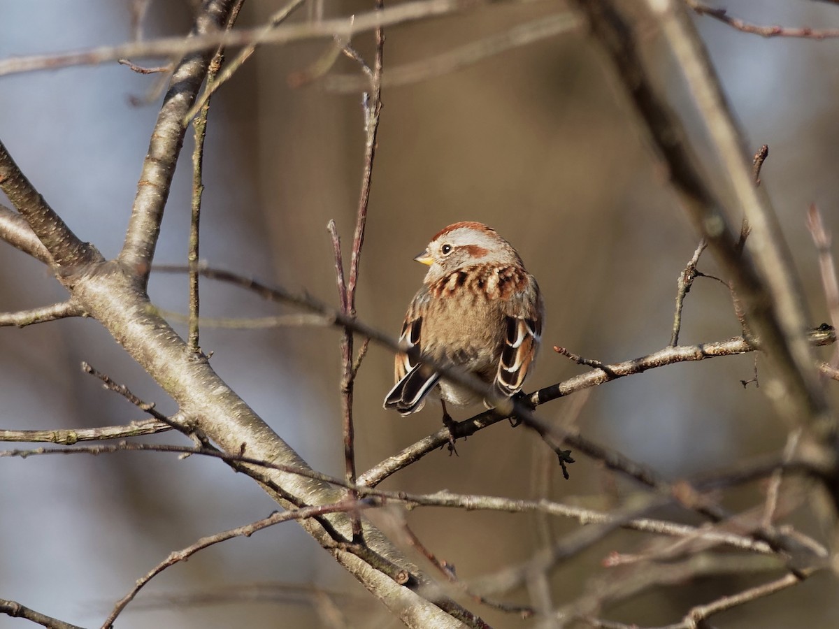 American Tree Sparrow - John Higgins