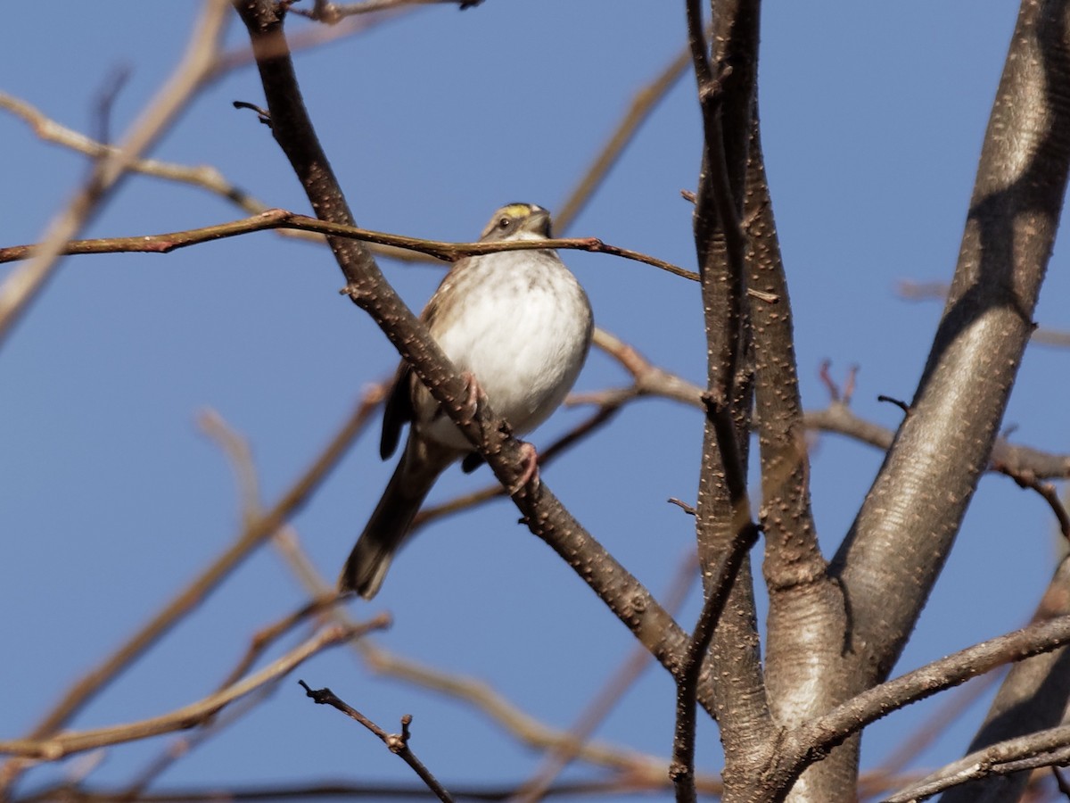 White-throated Sparrow - John Higgins