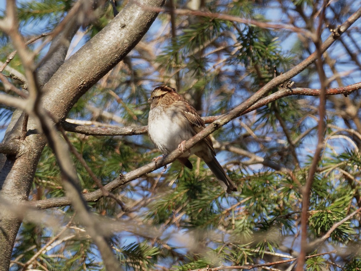 White-throated Sparrow - John Higgins