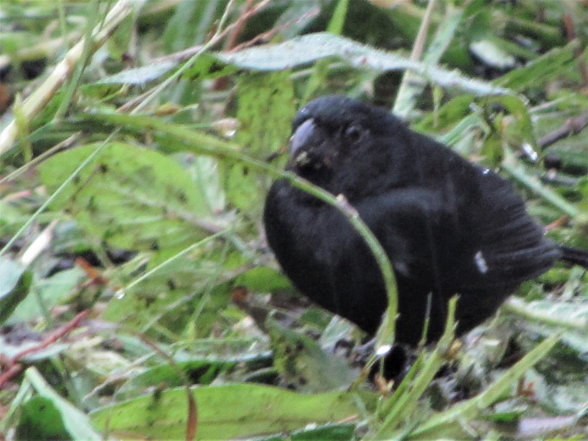 Variable Seedeater - ML126797131