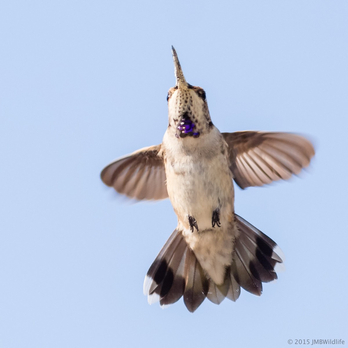 Black-chinned Hummingbird - Jeff Bray