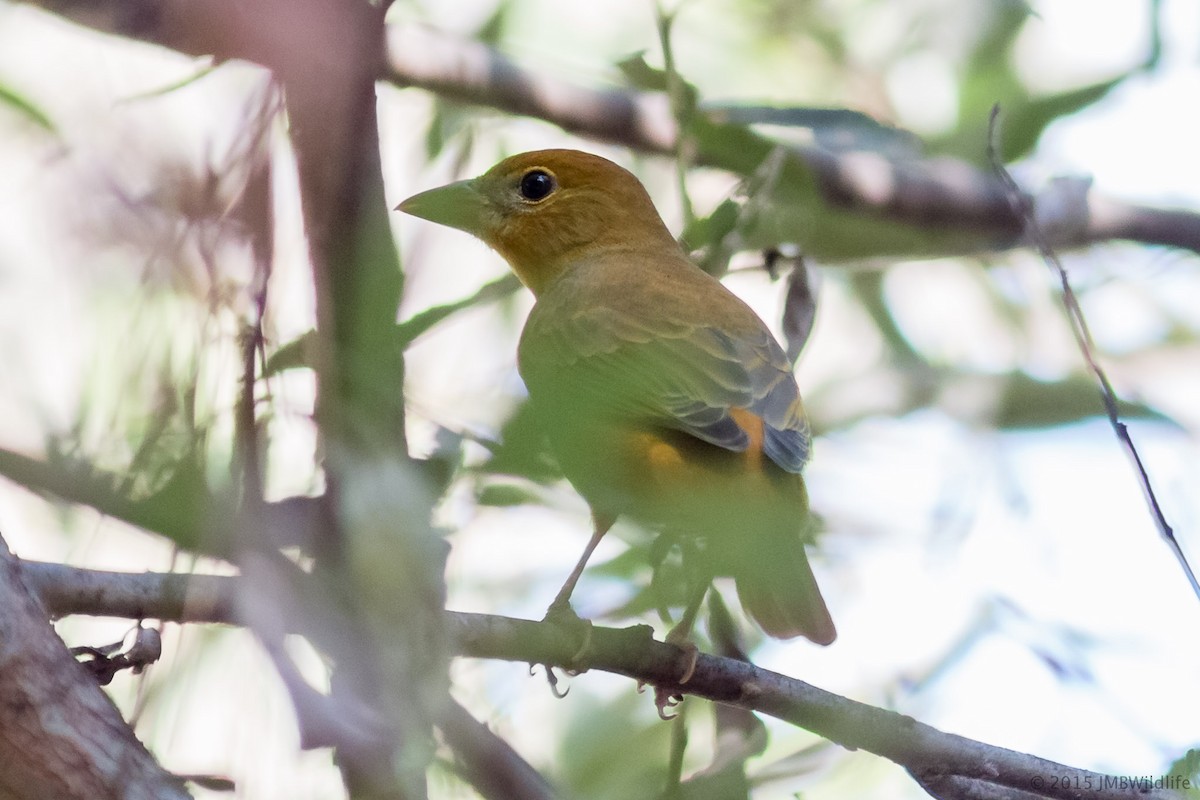 Summer Tanager - Jeff Bray