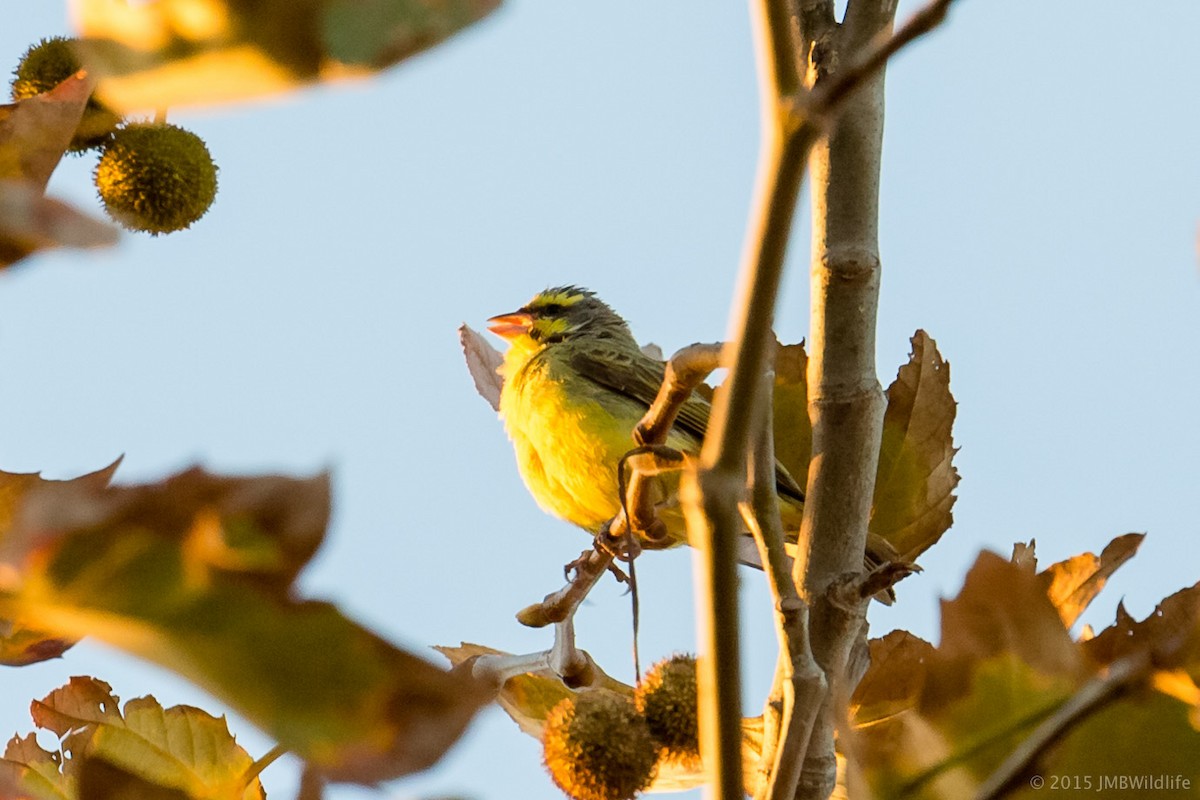 Yellow-fronted Canary - ML126799901