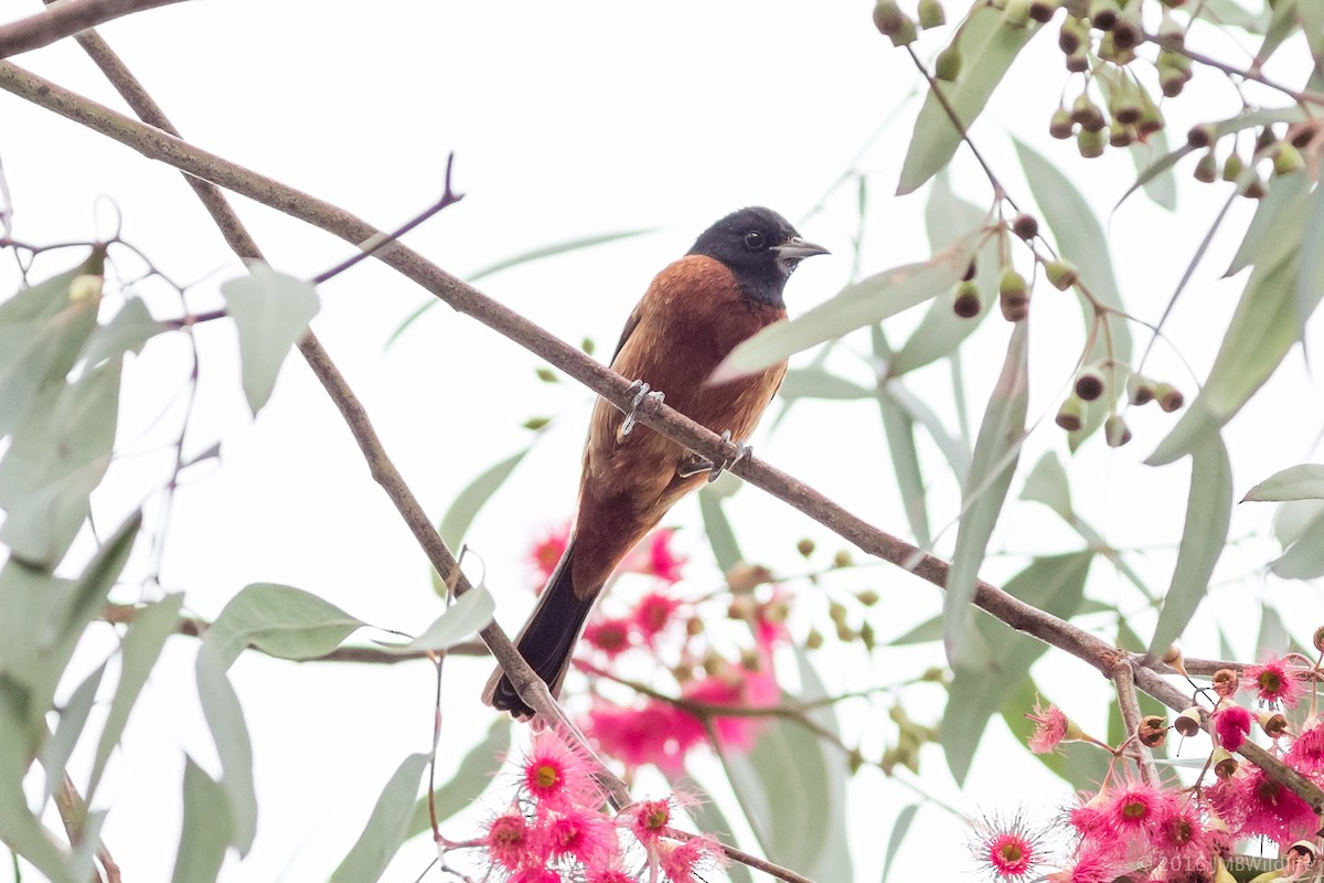 Orchard Oriole - ML126800681