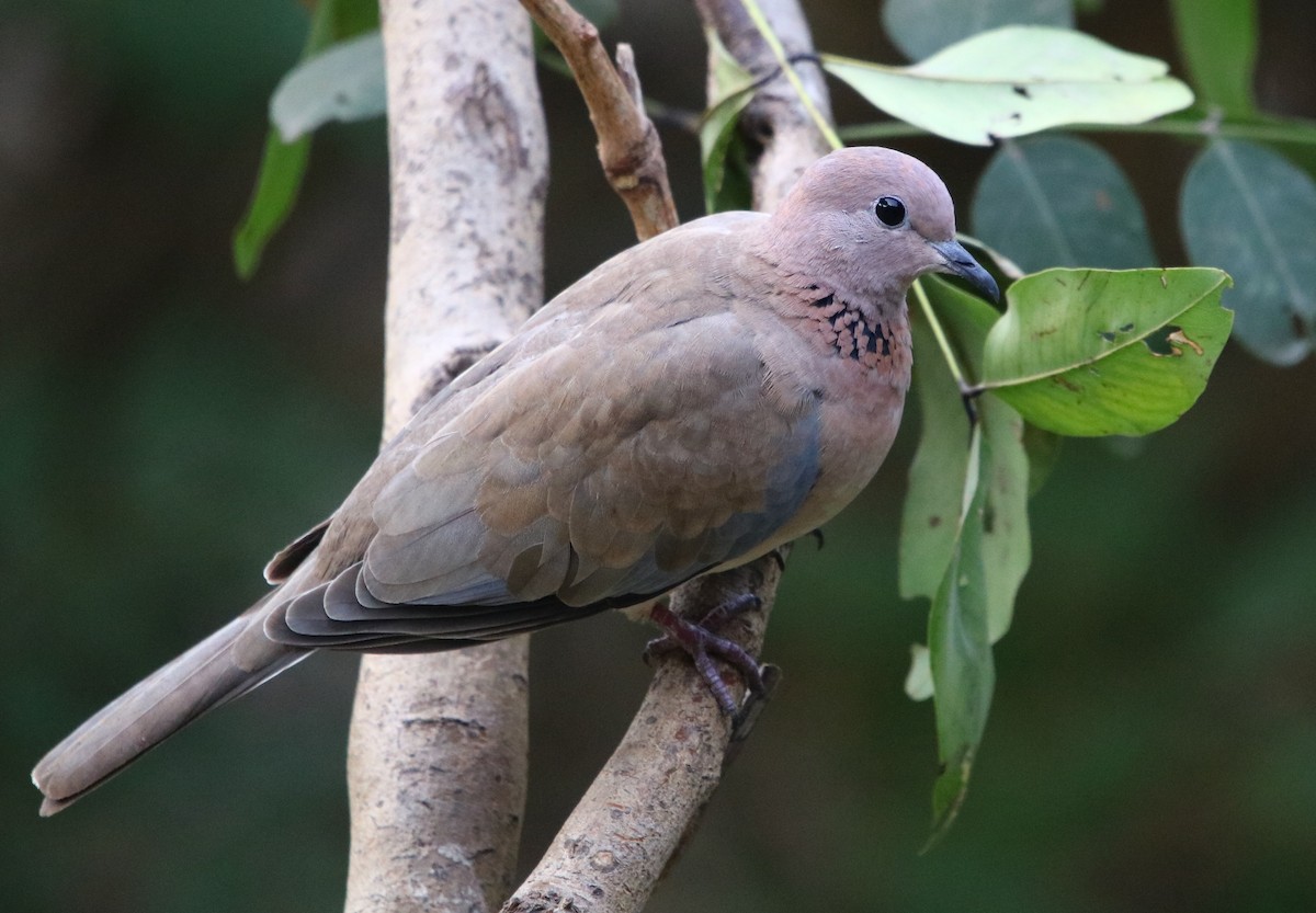 Laughing Dove - ML126801211