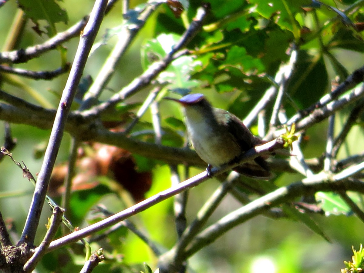 Azure-crowned Hummingbird - Erick Hernandez