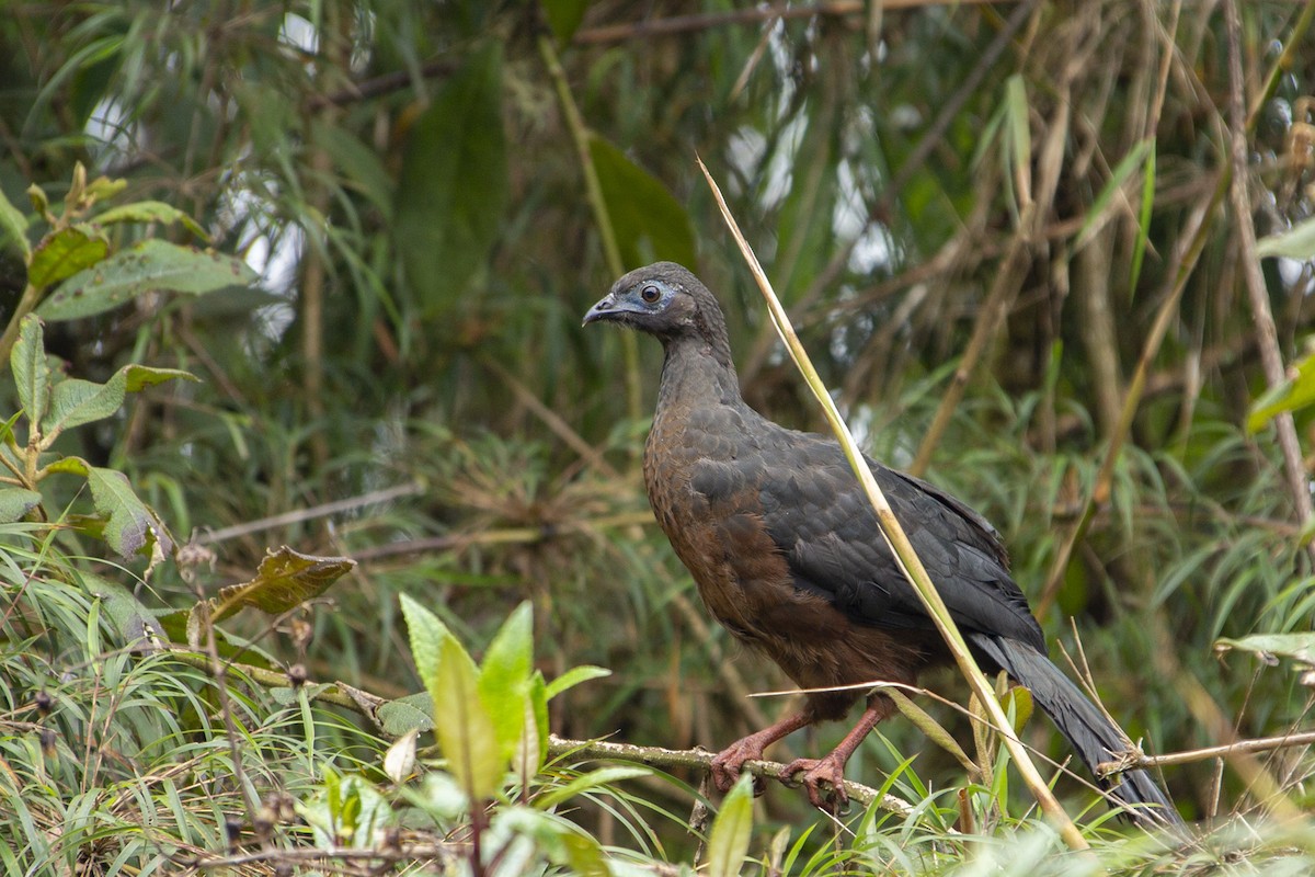 Sickle-winged Guan - ML126805791