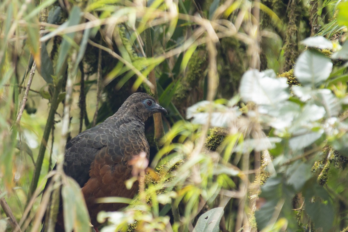 Sickle-winged Guan - ML126805801