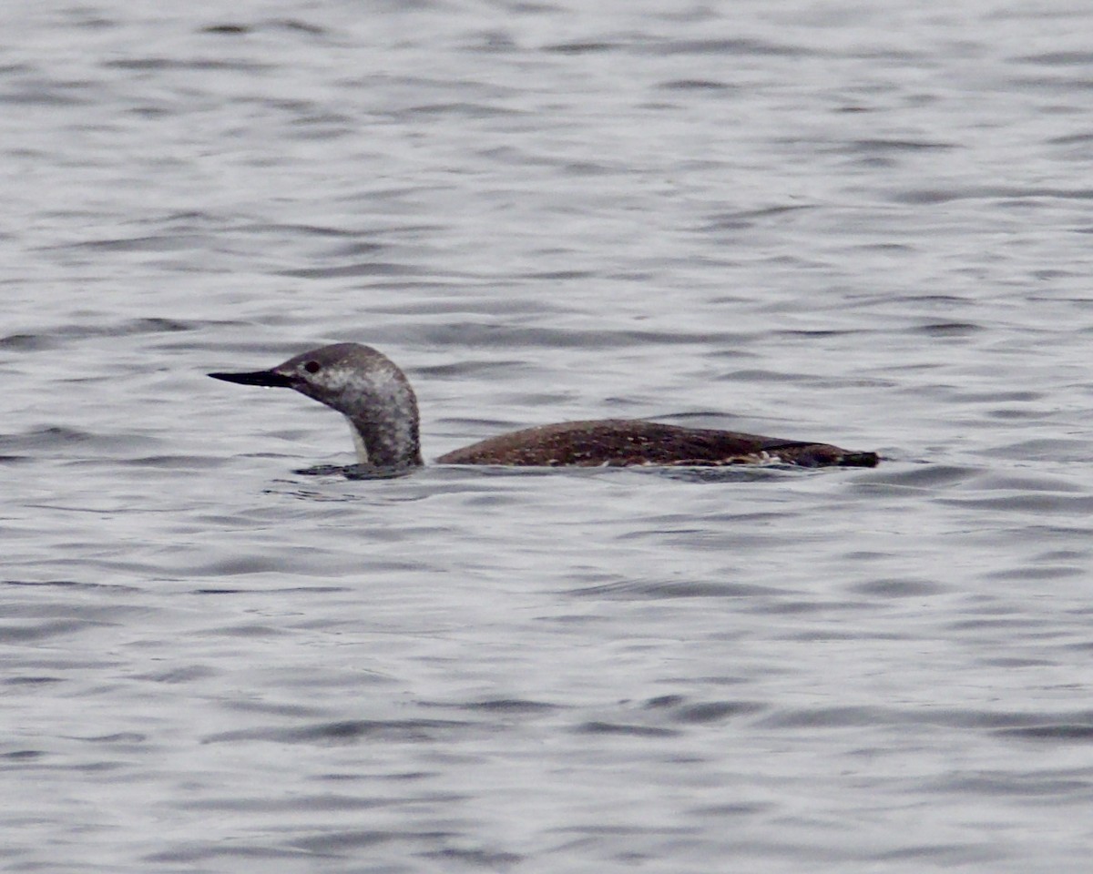 Red-throated Loon - ML126808741