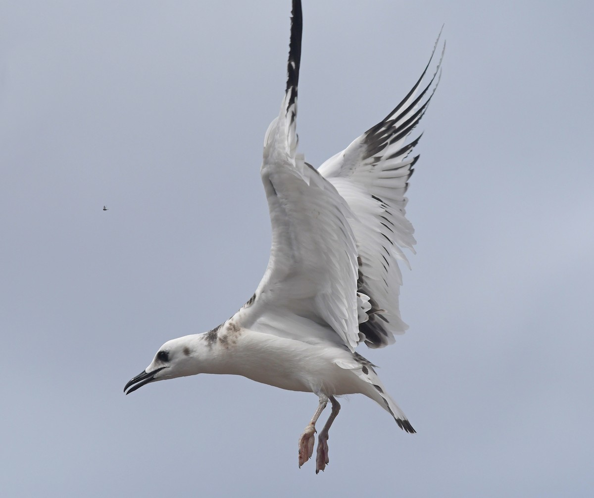 Swallow-tailed Gull - ML126809131