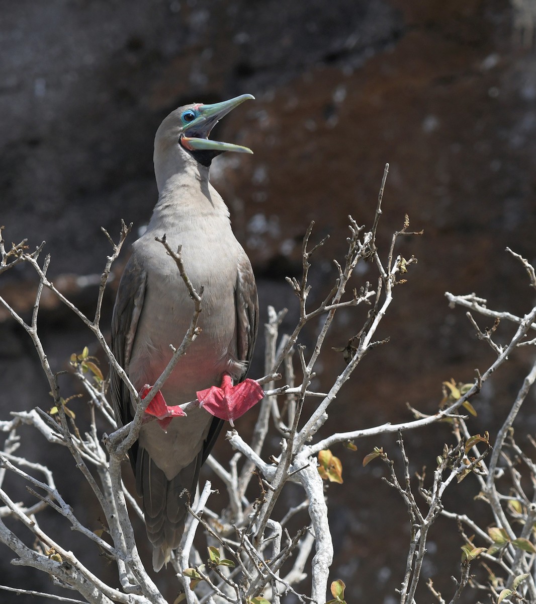 Red-footed Booby (Eastern Pacific) - ML126809381