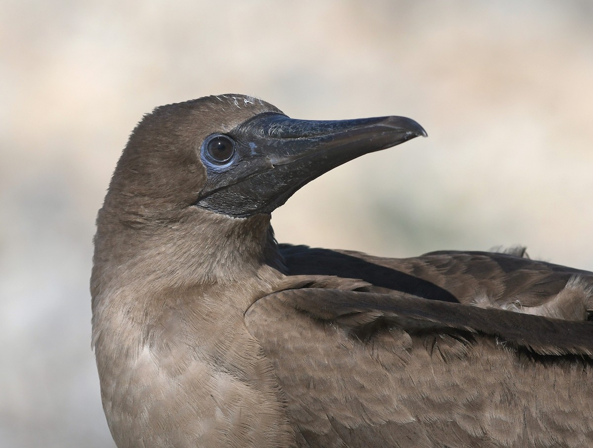 Red-footed Booby (Eastern Pacific) - ML126809421