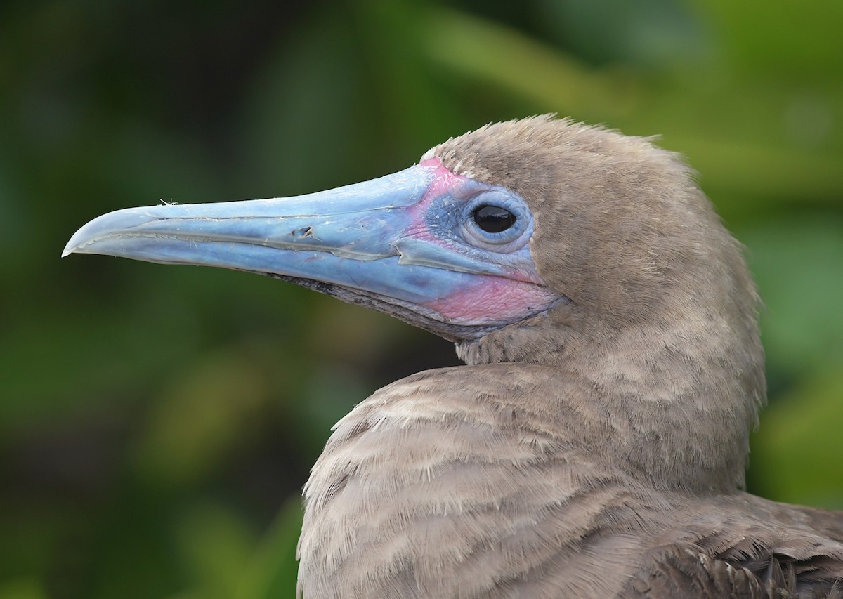 Red-footed Booby (Eastern Pacific) - ML126809451