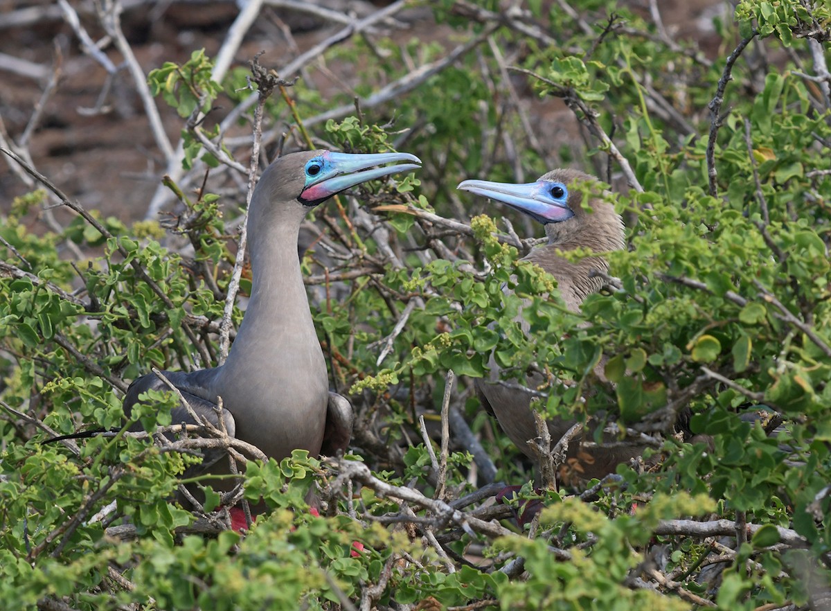 Red-footed Booby (Eastern Pacific) - ML126809461