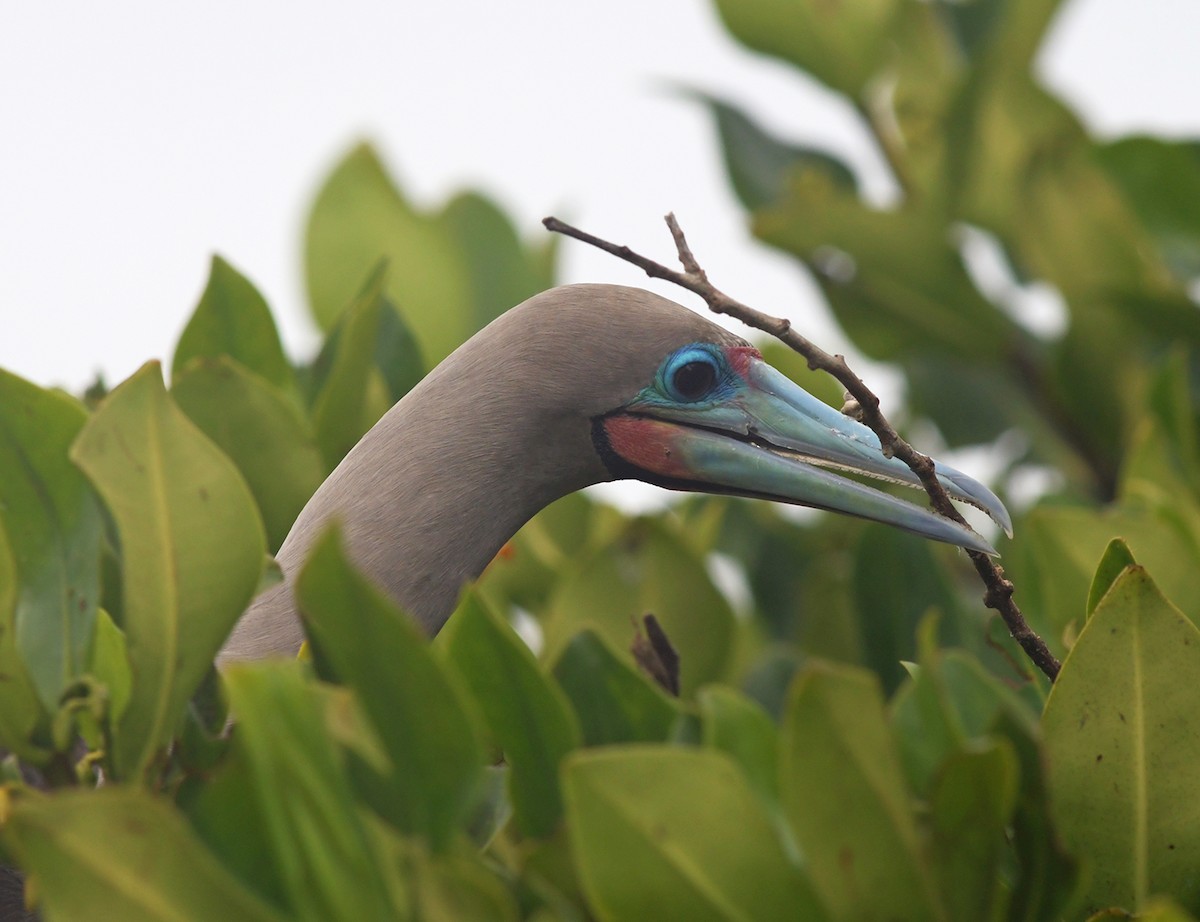 Red-footed Booby (Eastern Pacific) - ML126809471