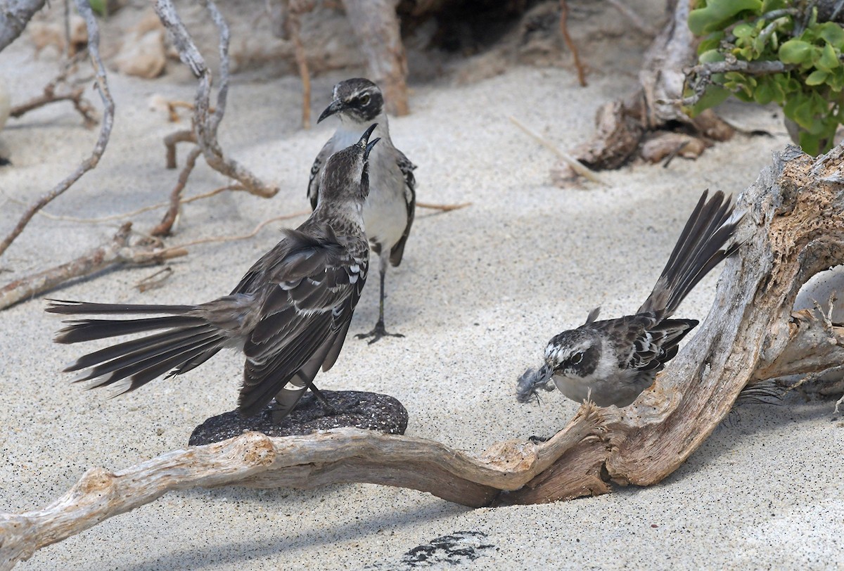 Galapagos Mockingbird - Joshua Vandermeulen