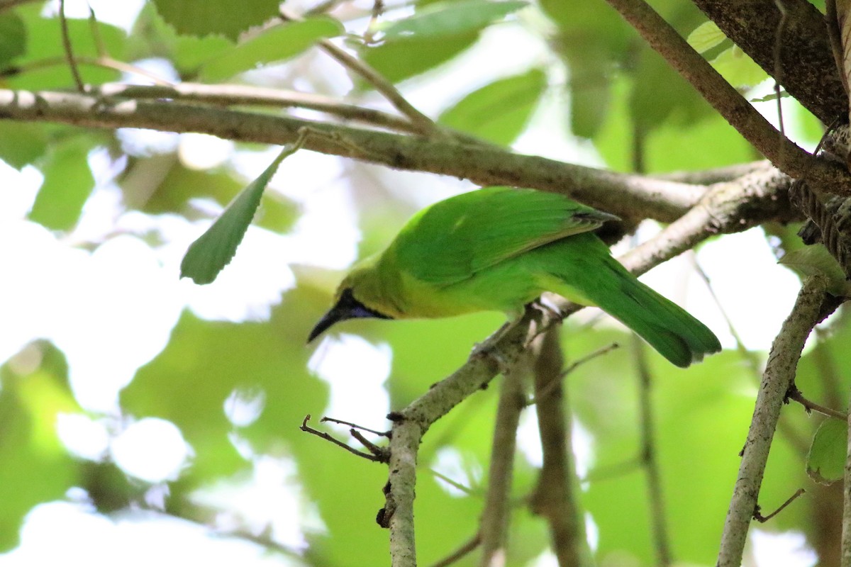 Jerdon's Leafbird - Fadzrun A.