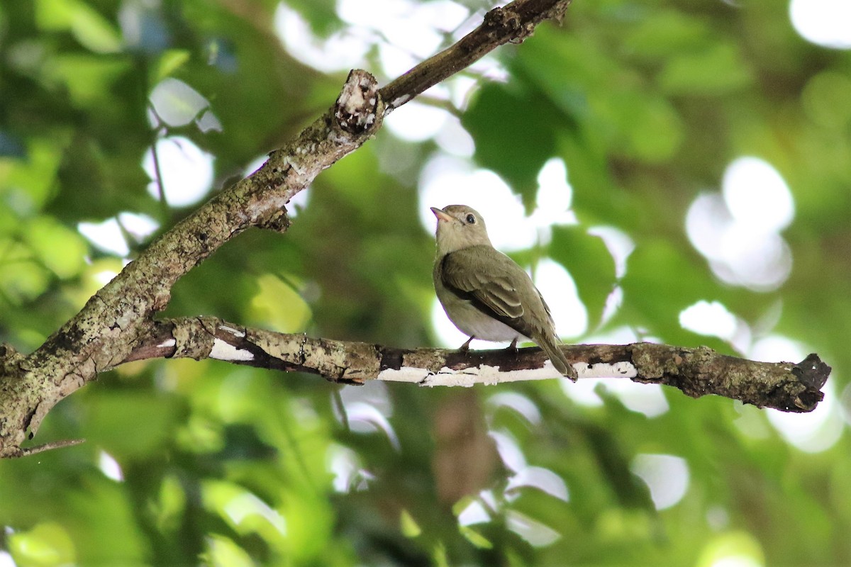 Brown-breasted Flycatcher - ML126812501
