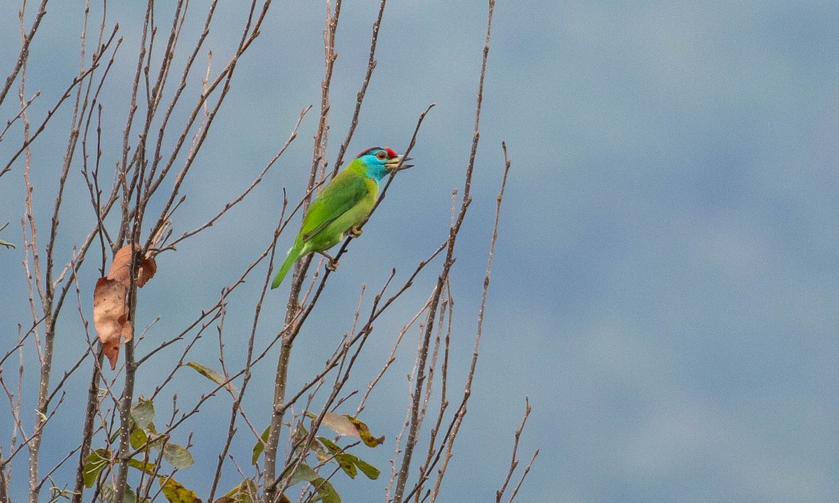 Blue-throated Barbet (Red-crowned) - ML126813031