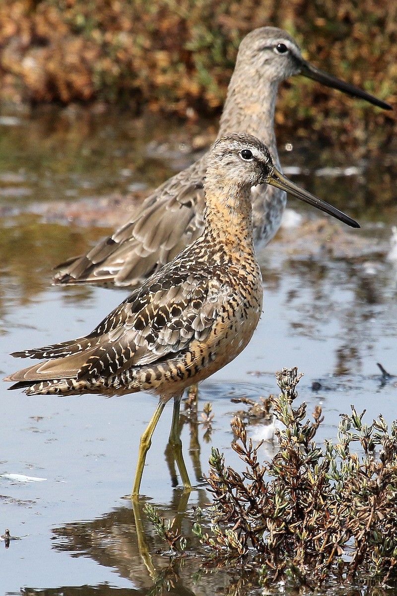 Long-billed Dowitcher - ML126813301