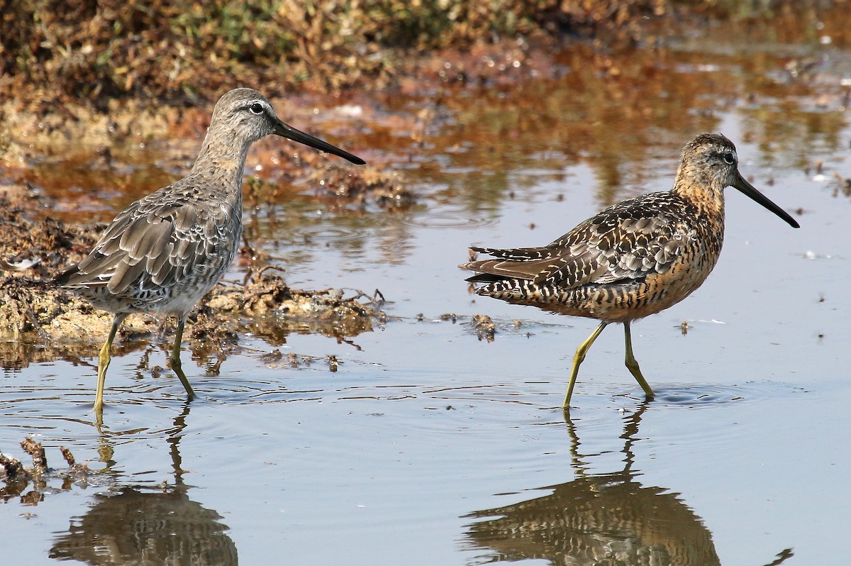 Long-billed Dowitcher - ML126813341