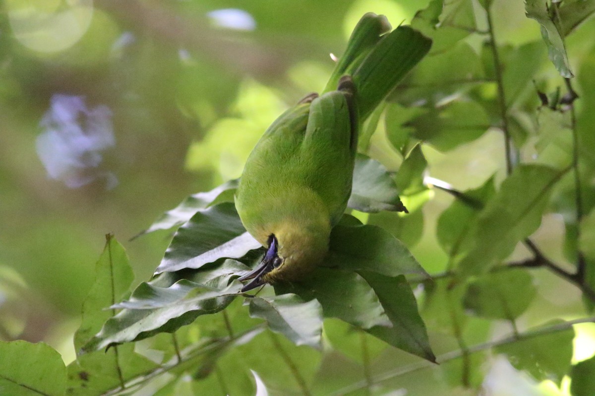 Jerdon's Leafbird - Fadzrun A.