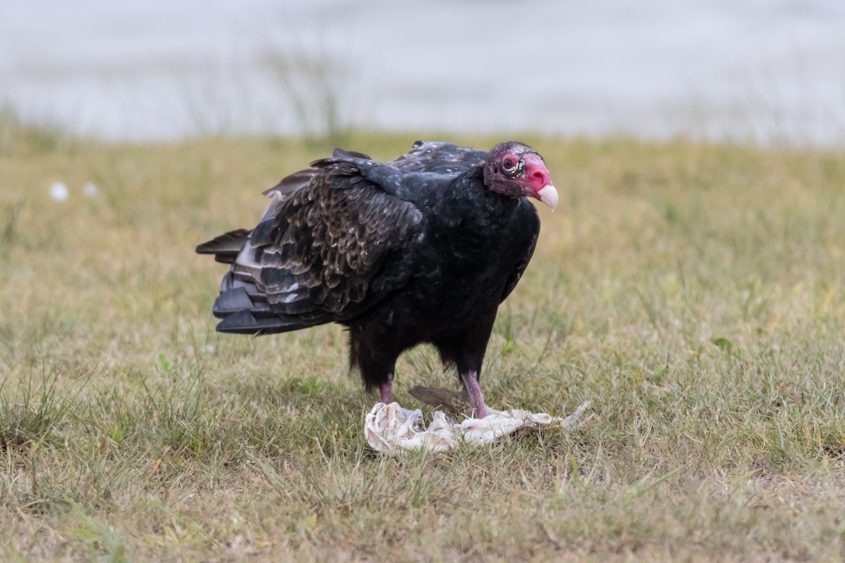 Turkey Vulture - ML126815431