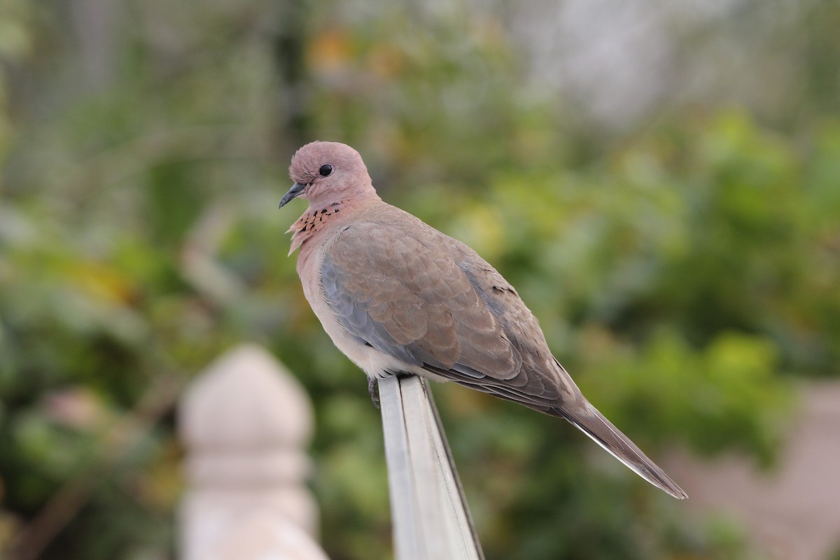 Laughing Dove - ML126817821