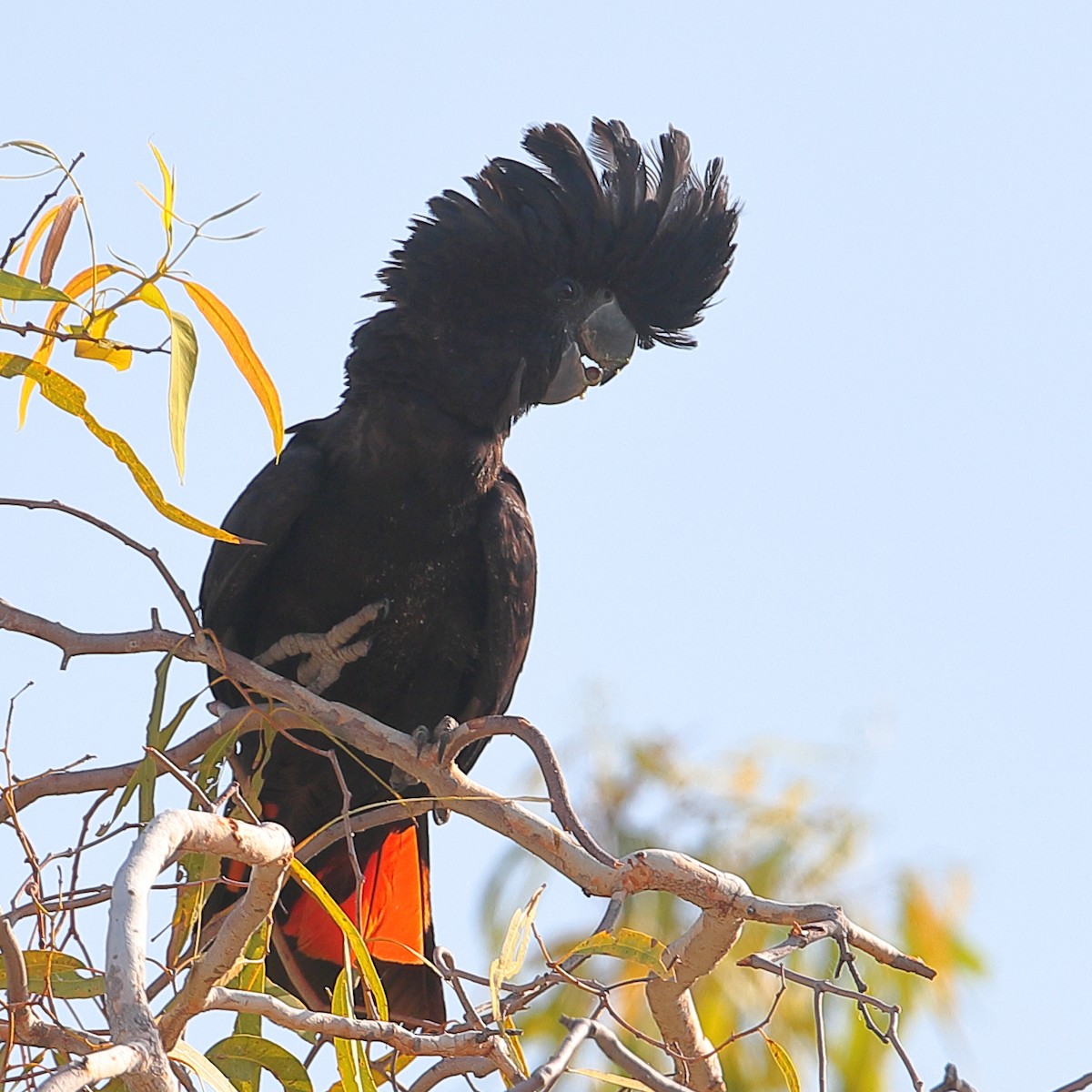 Red-tailed Black-Cockatoo - Bert Frenz
