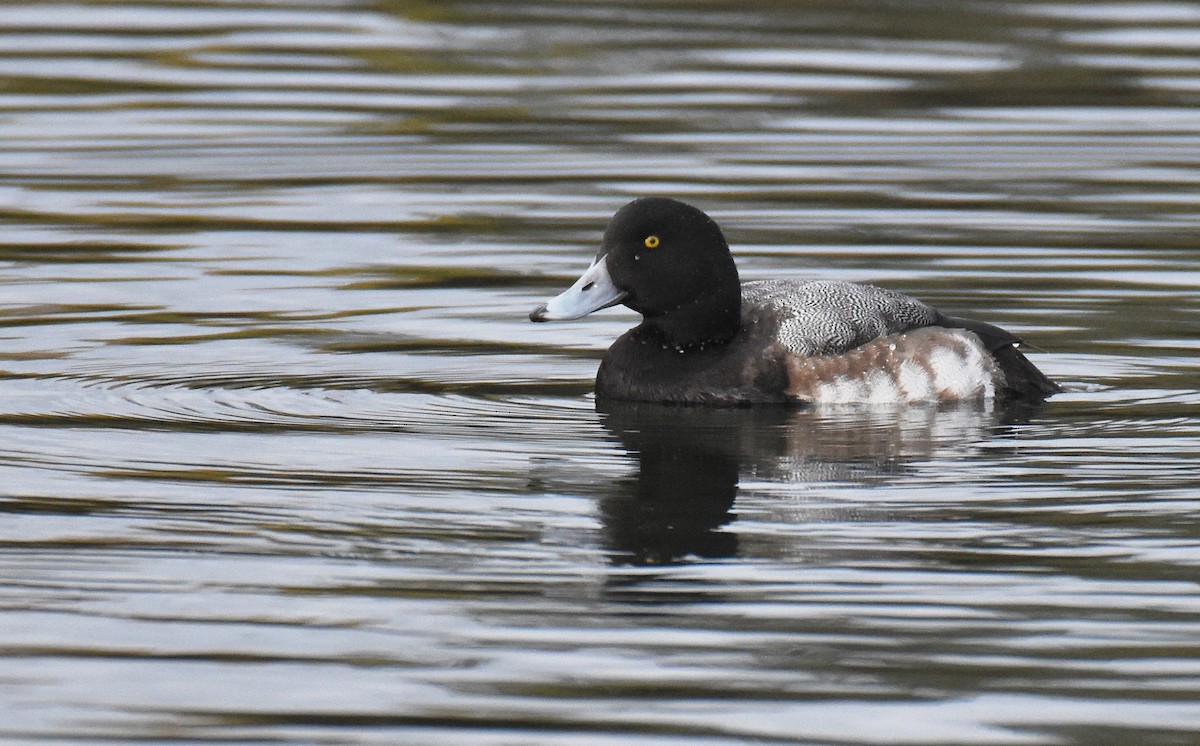 Greater Scaup - ML126822091