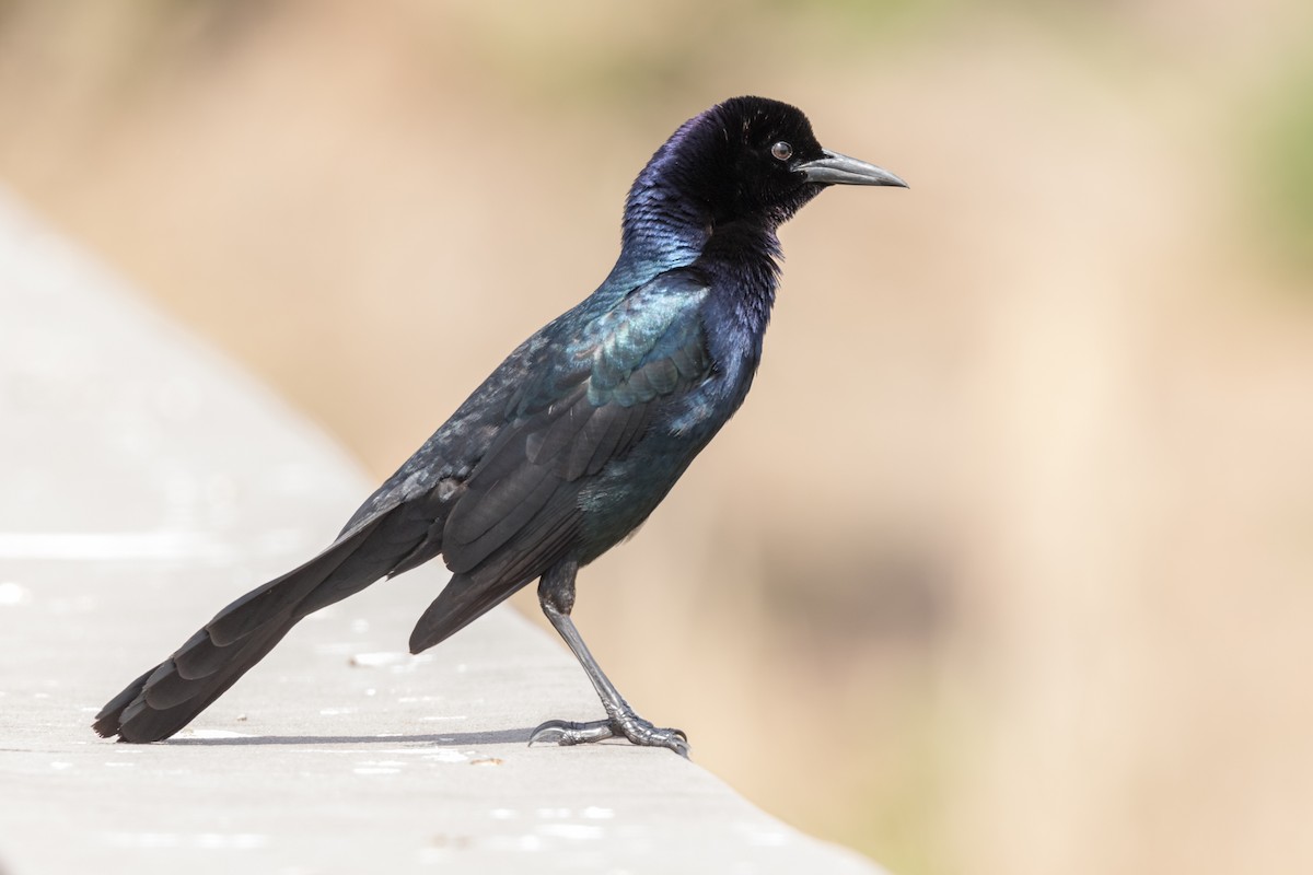 Boat-tailed Grackle - ML126822121