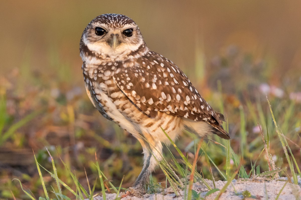 Burrowing Owl - ML126826051