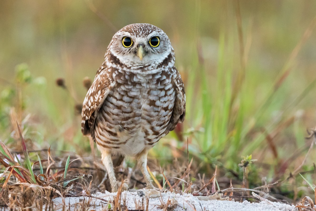Burrowing Owl - ML126826071