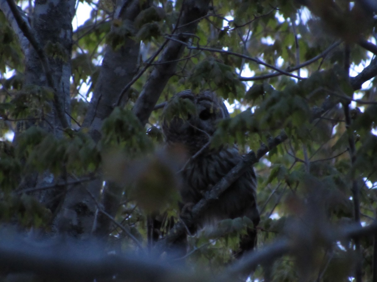 Barred Owl - Lewnanny Richardson
