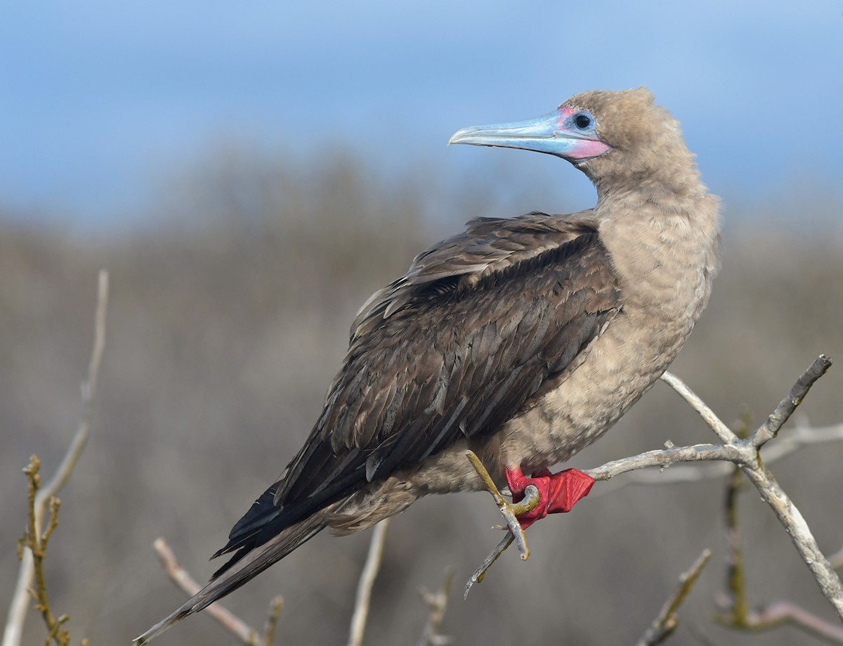 Red-footed Booby (Eastern Pacific) - ML126828991