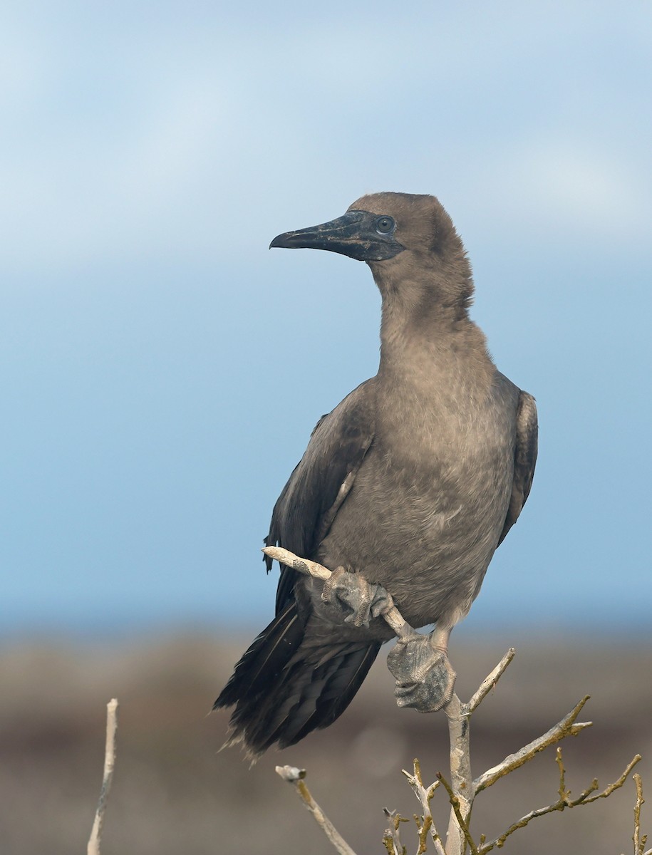 Red-footed Booby (Eastern Pacific) - ML126829001
