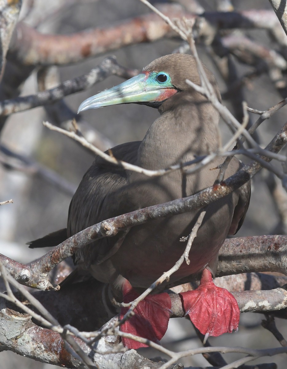 Red-footed Booby (Eastern Pacific) - ML126829071