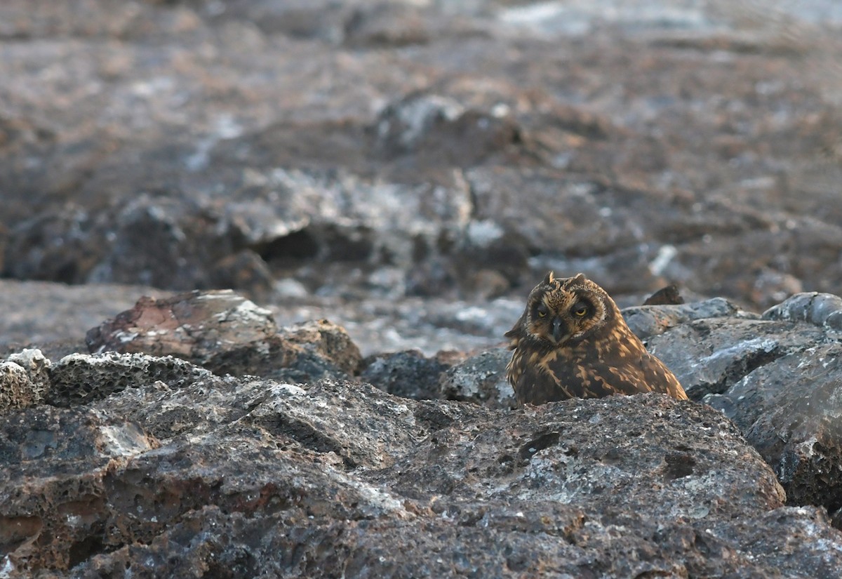 Short-eared Owl (Galapagos) - ML126829151