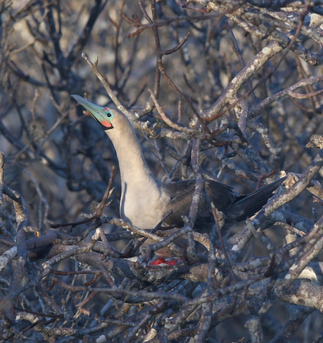 Red-footed Booby (Eastern Pacific) - ML126829171