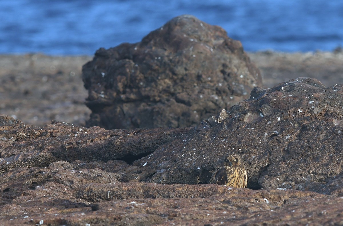 Short-eared Owl (Galapagos) - ML126829191