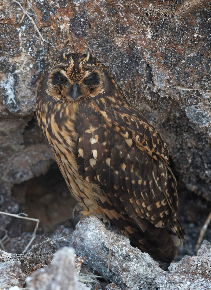 Short-eared Owl (Galapagos) - ML126829391