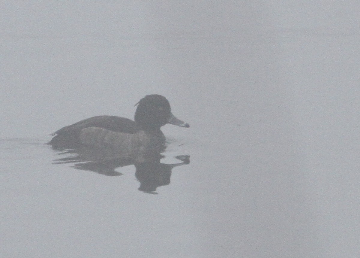 Tufted Duck - ML126831261