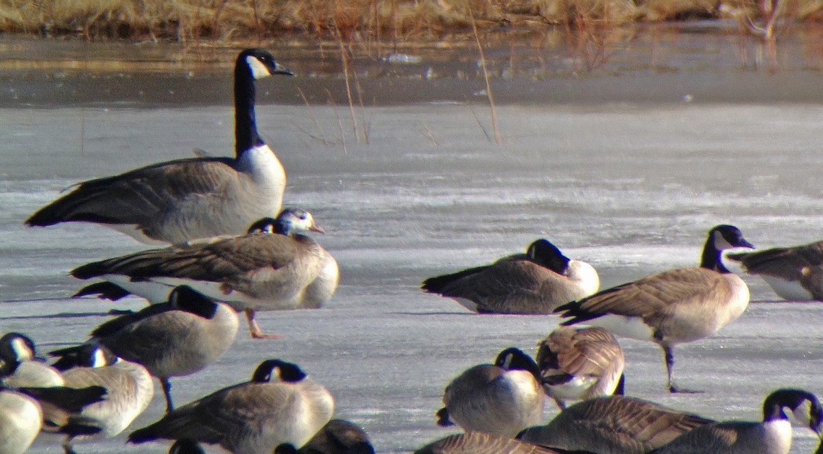 Greater White-fronted x Cackling Goose (hybrid) - ML126831321