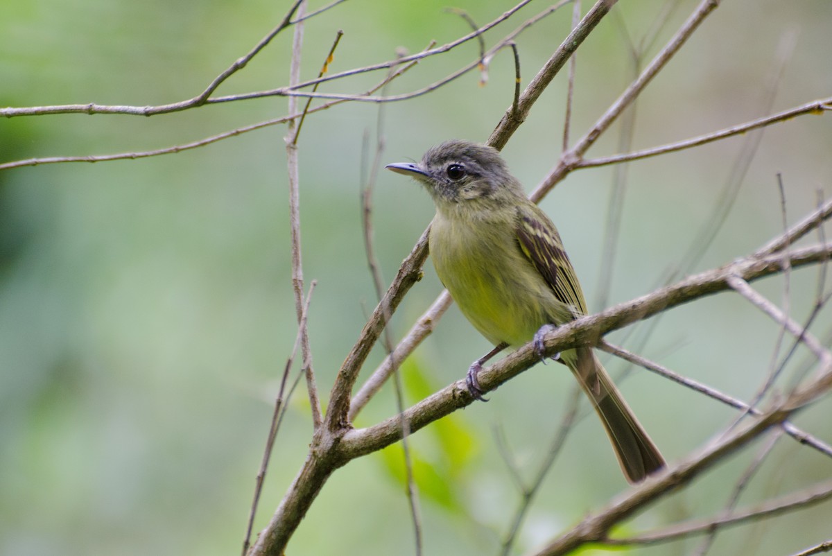 Yellow-olive Flatbill - Marcos Eugênio Birding Guide