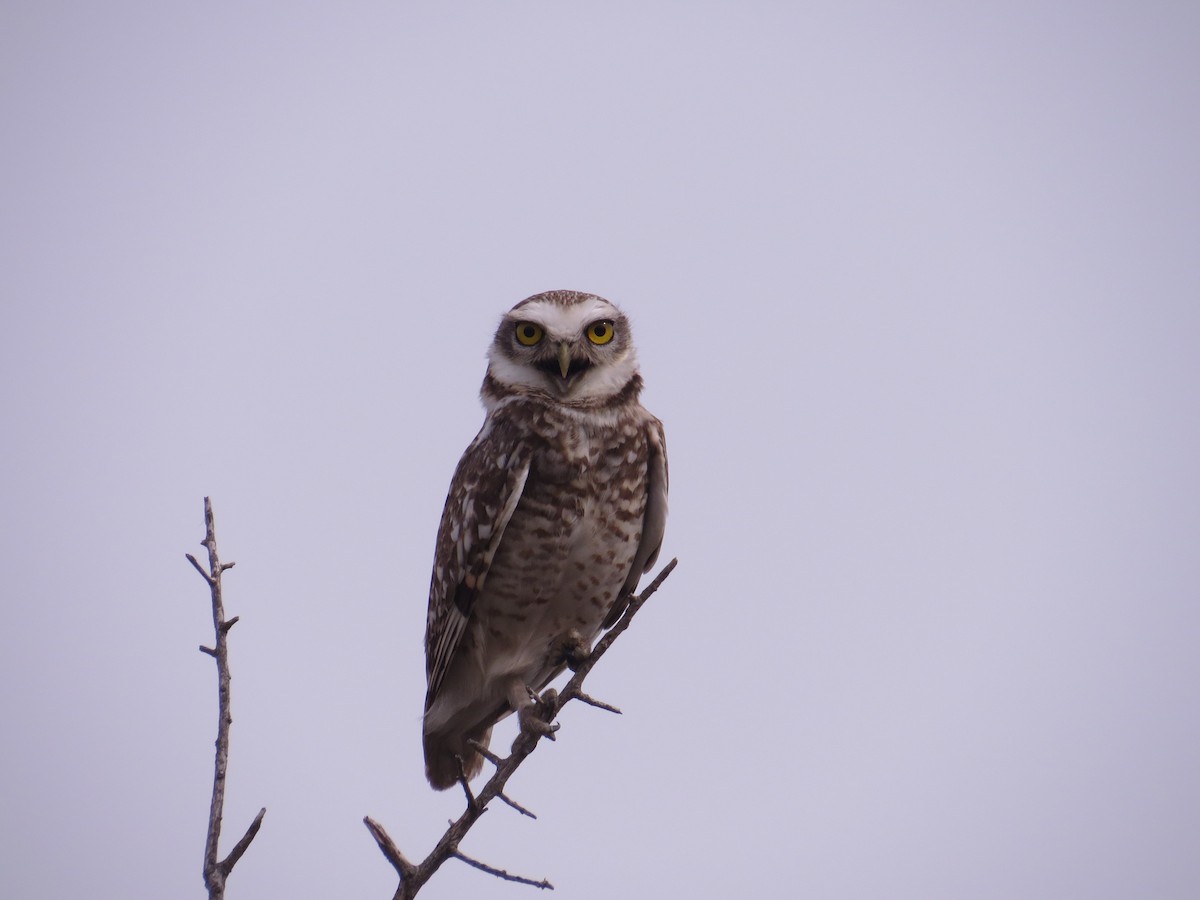 Burrowing Owl - ML126831971