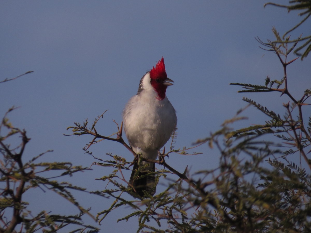 Red-crested Cardinal - ML126834691