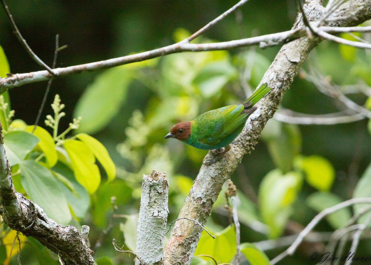 Bay-headed Tanager - ML126838521